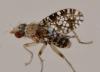 Trypetoptera punctulata